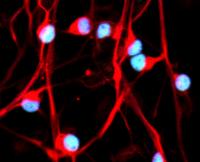 research image from De Nooij's Lab
